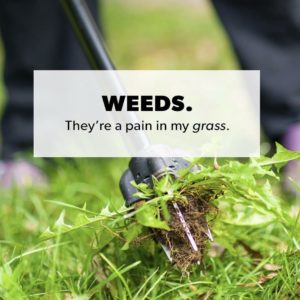 weeds