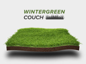 wintergreen couch